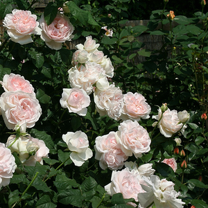 Bledo roza - Angleška vrtnica
